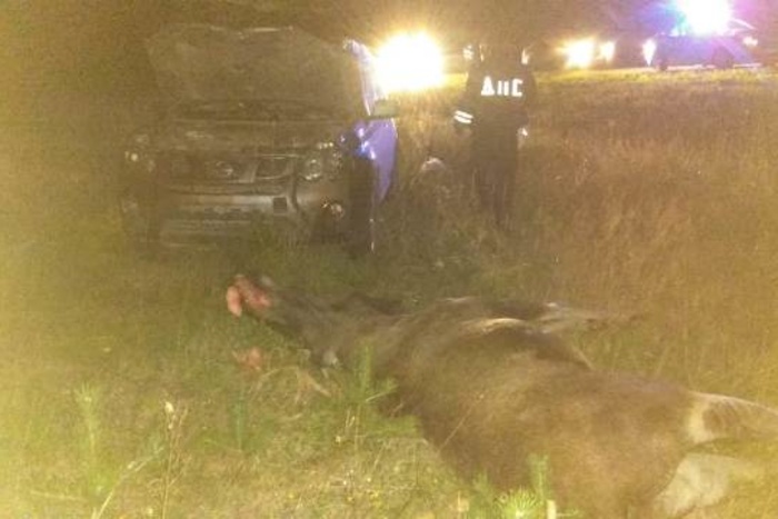 Под Екатеринбургом произошла серьёзная авария с участием лося