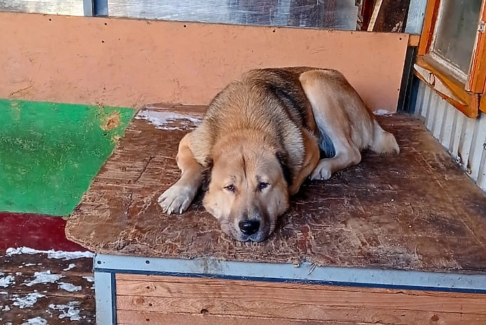 Зоозащитники потребовали от ГУ МВД наказать полицейского, застрелившего агрессивную собаку