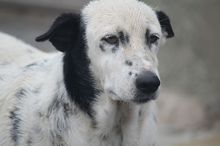 В Свердловской области маламут загрыз собаку на глазах у маленького ребёнка