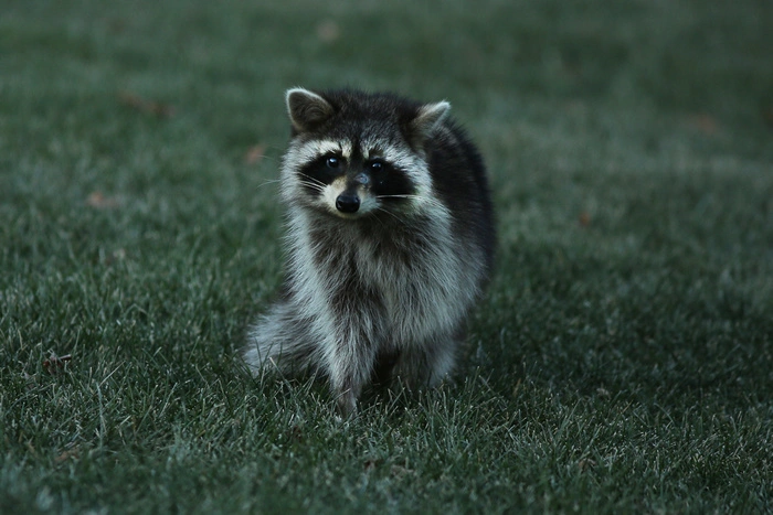 В украинской армии енотов обучат саперному делу