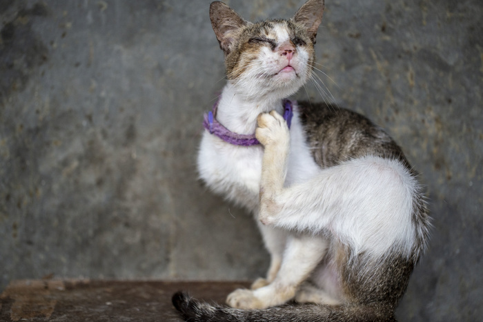 Китайские ветеринары обнаружили коронавирус у 15% кошек в Ухане