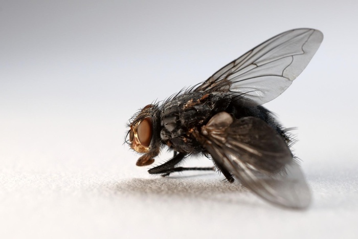 В Роспотребнадзоре рассказали об опасности обычных мух