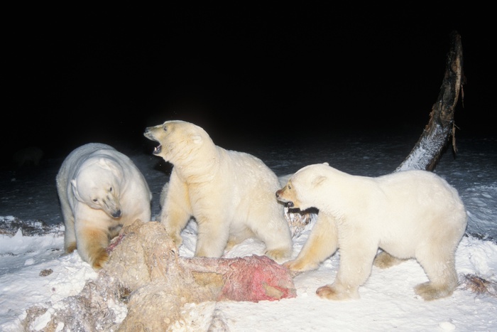 Белые медведи научились ловить дельфинов и запасать их мясо под снегом