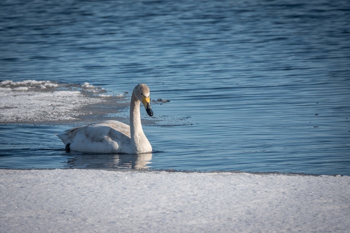 На Урале замерзшего в реке лебедя спасли с помощью радиоуправляемой машинки