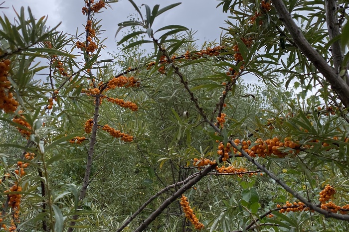 В Свердловской области созрела ещё одна ягода, за которой «охотятся» мировые рестораны