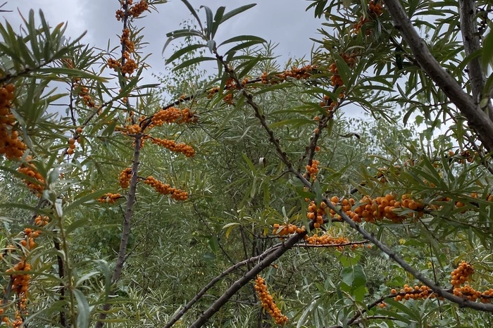 В Свердловской области созрела ещё одна ягода, за которой «охотятся» мировые рестораны