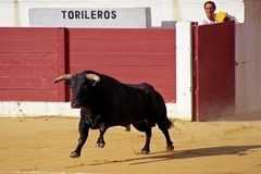 Корриду впервые за 35 лет отменили в Испании из-за быка