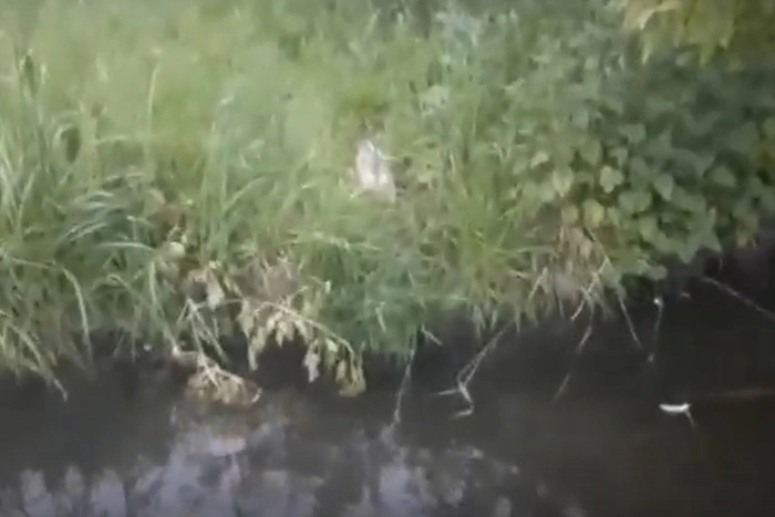 В Екатеринбурге рыба заживо сварилась в реке