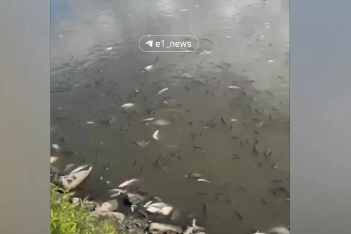 Исеть возле парка Маяковского завалило трупами рыб