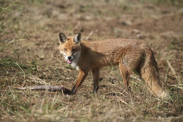 Домашняя лиса искусала ребенка-инвалида в Пермском крае