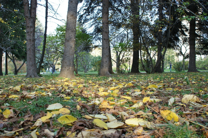 Экологи попросили оставлять опавшую листву в парках и скверах Москвы