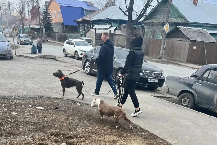 В Екатеринбурге хозяева бойцовских собак кошмарят соседей