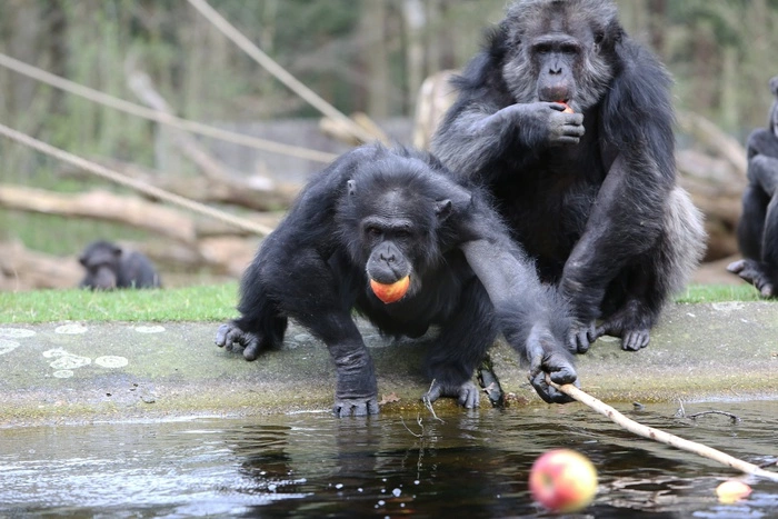 Руки человека признали примитивнее конечностей шимпанзе