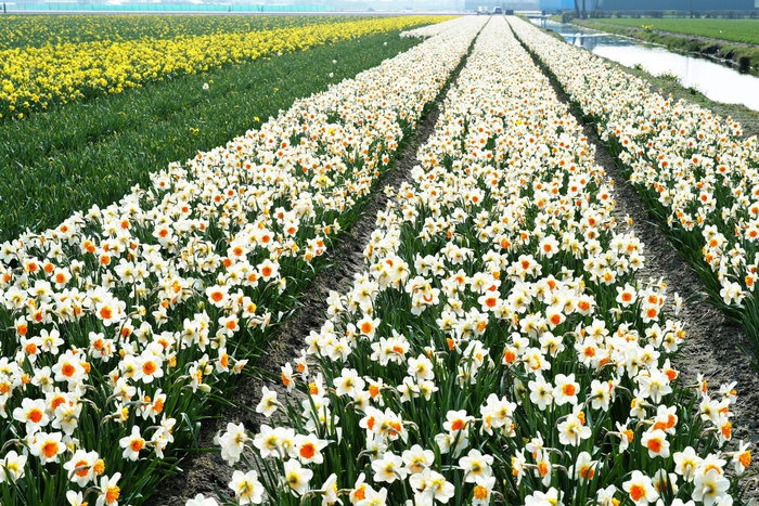 Песков прокомментировал тему возможного запрета на поставку голландских цветов