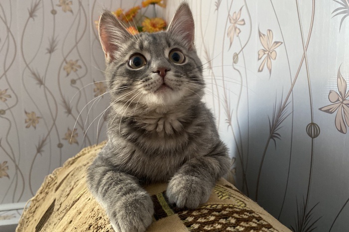 Сегодня в России отмечают День кошек