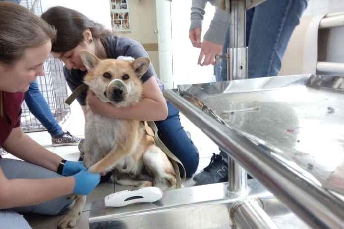 Волонтеры из УрГАУ продолжают творить добро