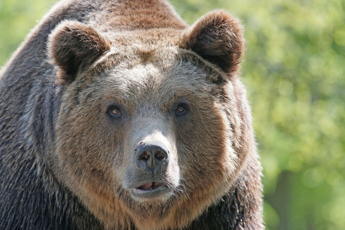 В Свердловской области медведь разорял могилы, уродуя тела умерших