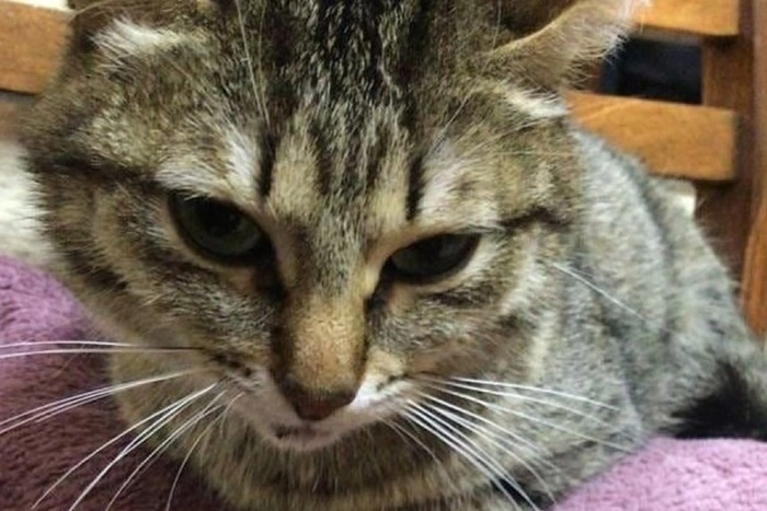 Свердловчанина, который выбросил кошку из окна, отправили в колонию строгого режима