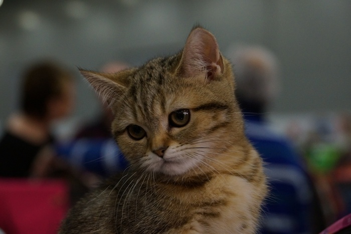 Из-за шутки с котенком семья из Нижнего Тагила стала объектом травли зоозащиты