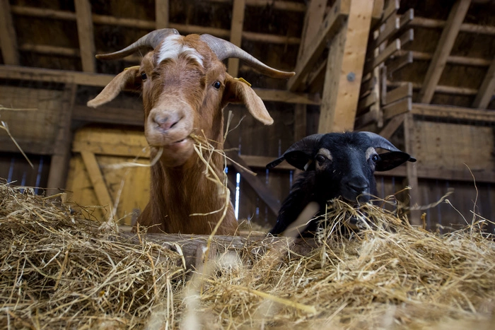УГМК построит на Урале крупнейшую в Европе козью ферму