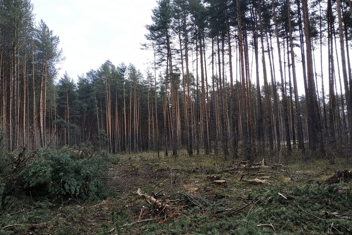 Под Первоуральском строители уничтожили деревьев на 51 миллион рублей
