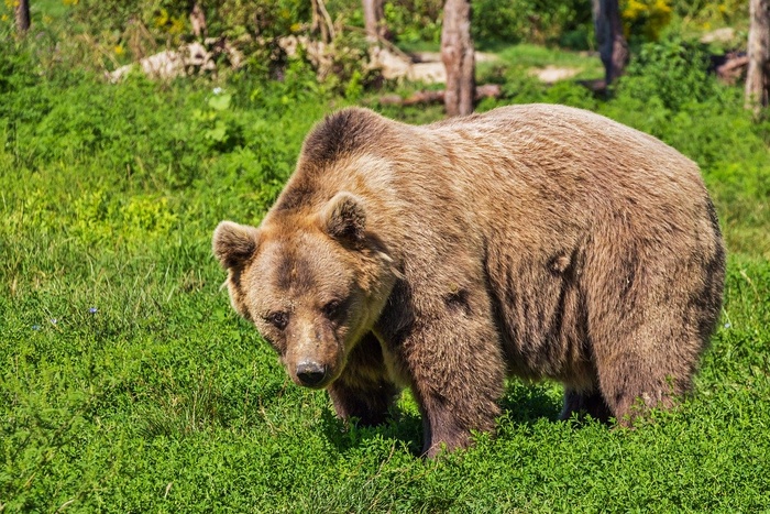 Сразу в двух уральских городах заметили медведей