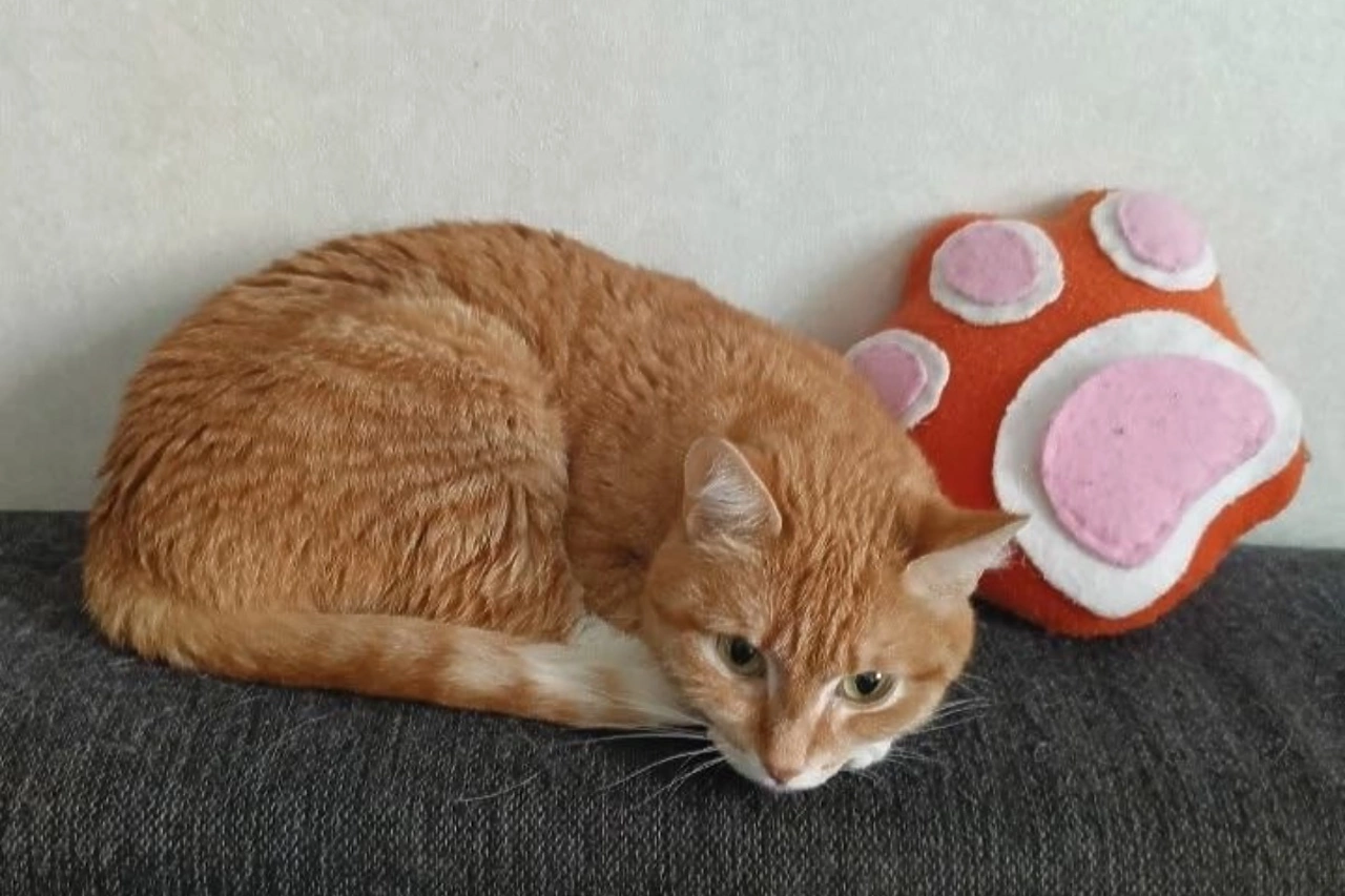 Всем кошкам Николая Коляды нашли новый дом