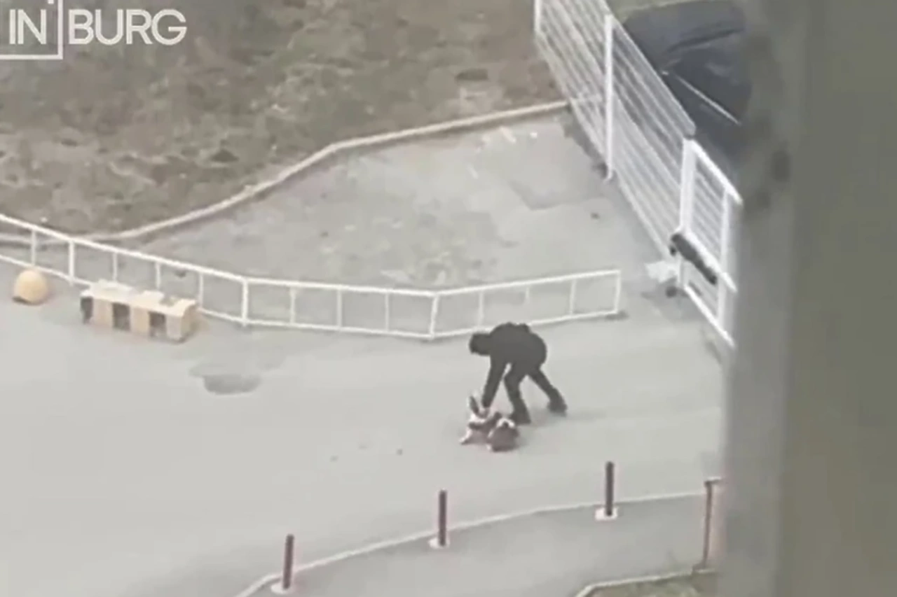 Екатеринбуржец избил собаку во дворе