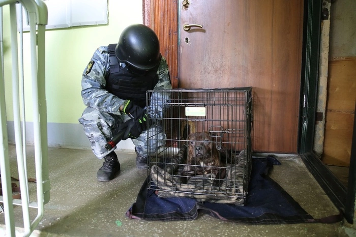 В Екатеринбурге приставы спасли запертых в квартире четырех изможденных питбулей