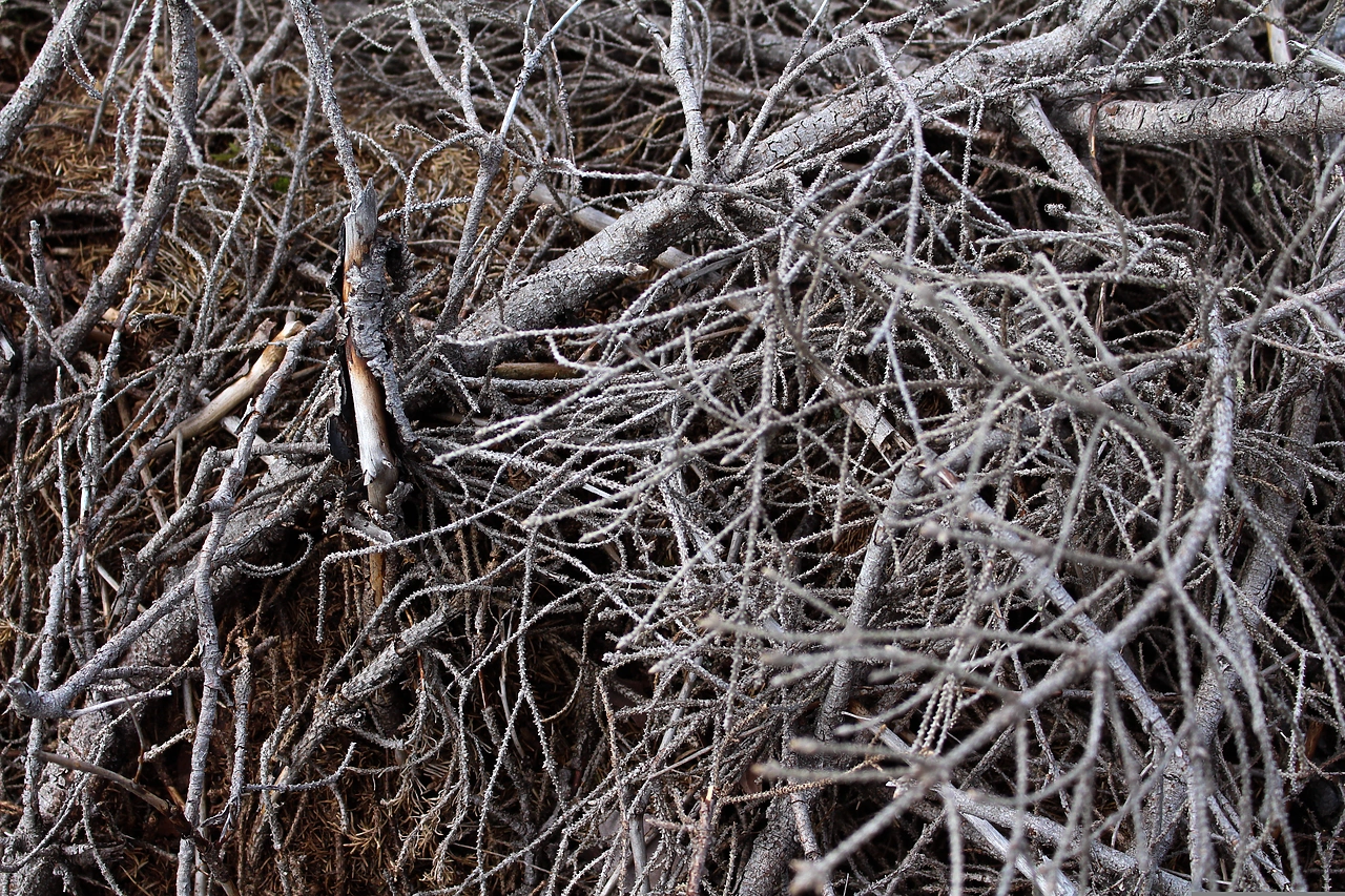 В Харитоновском парке ветка едва не упала на женщину с собакой