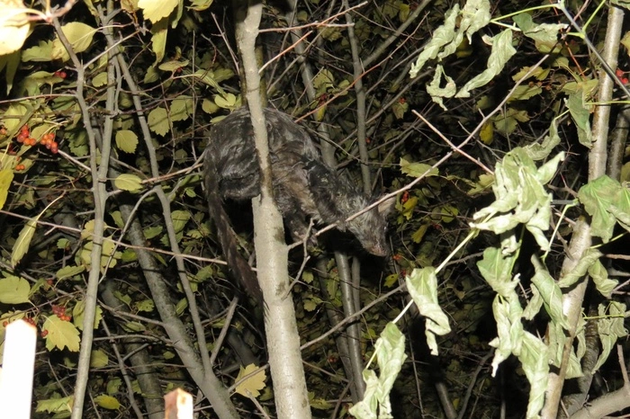 В Екатеринбурге из унитаза местного жителя вылезла непонятная тварь