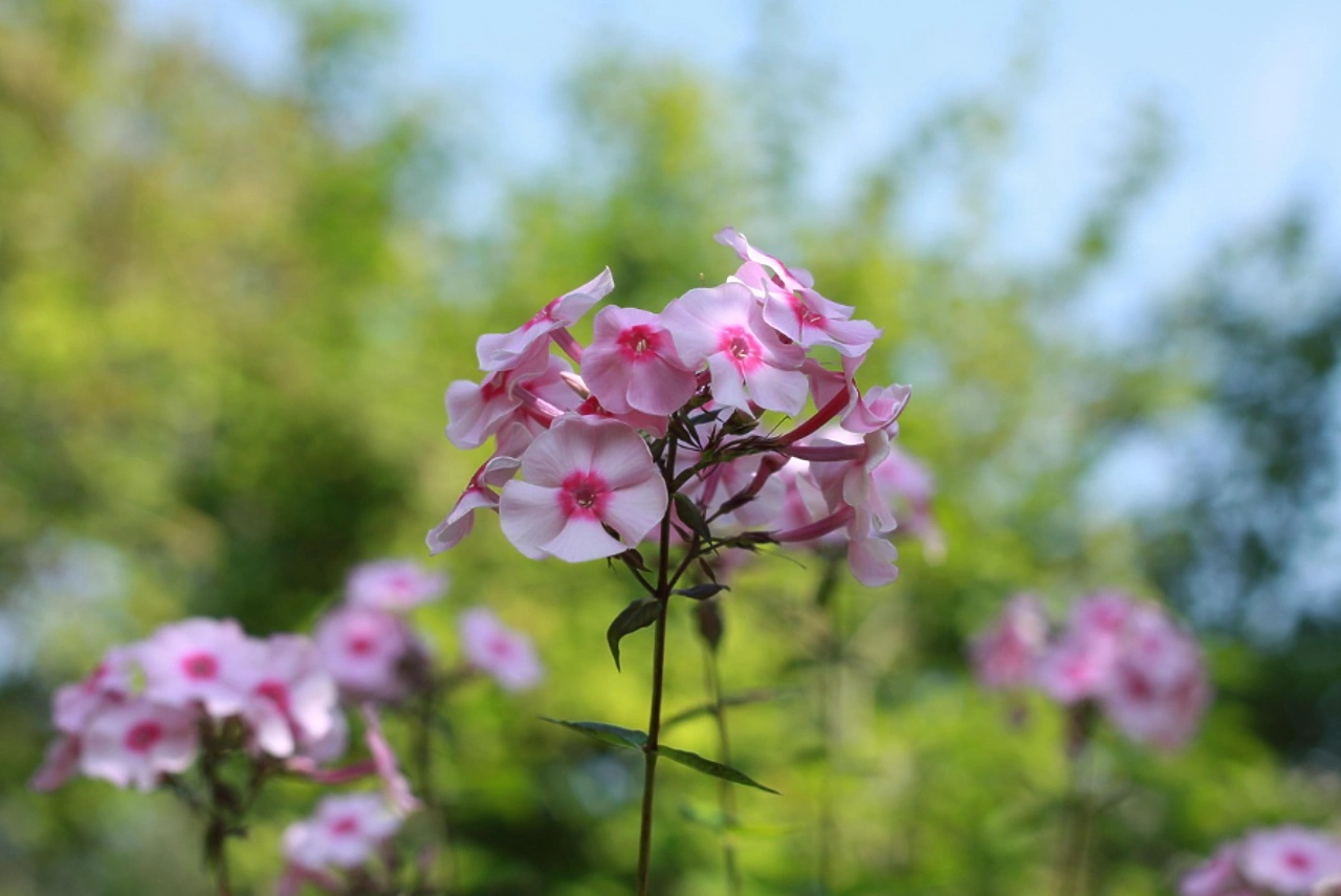 В Екатеринбурге массово уничтожат цветы из Армении