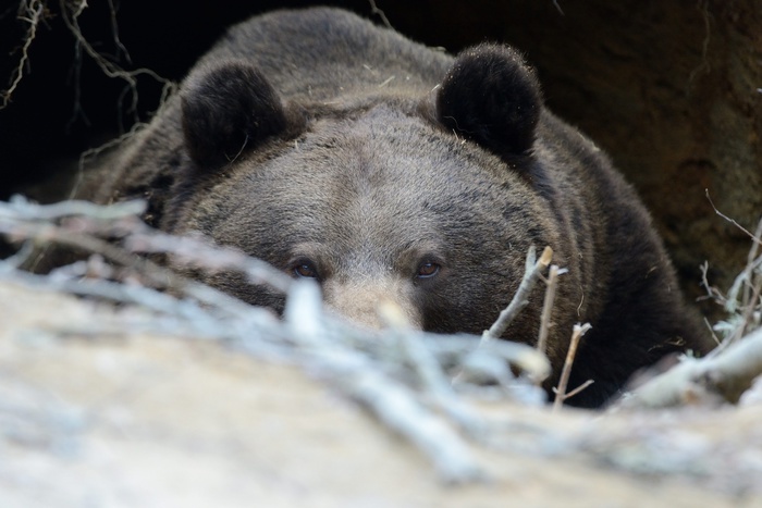 Житель Карпинска выжил после нападения медведя