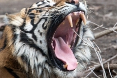 Трех грузин вырвали из лап тигра в тбилисском зоопарке