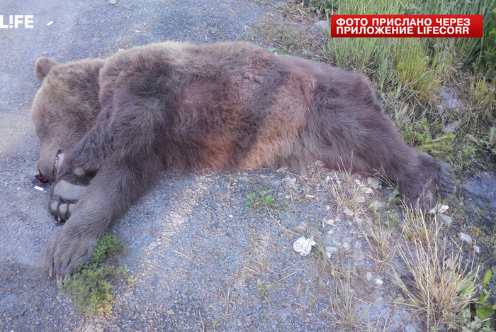 Под Екатеринбургом фура сбила медвежонка