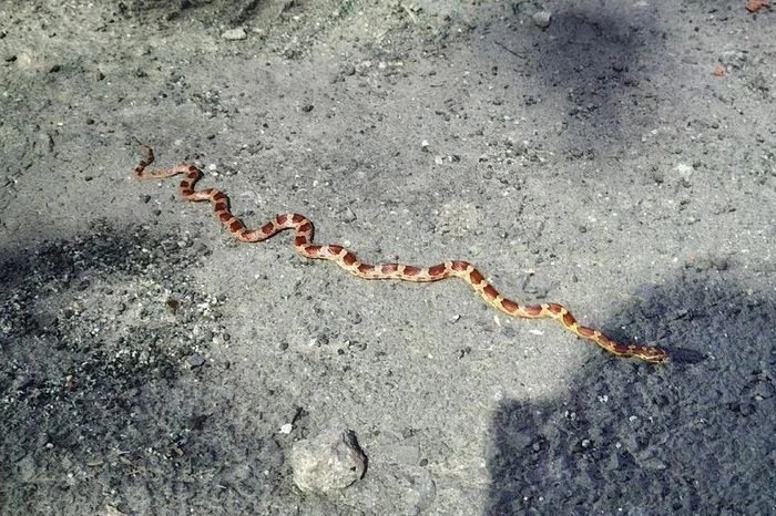 В центре Екатеринбурга на проспекте Ленина заметили яркую змею