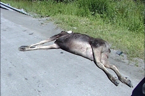 KIA Rio насмерть сбила лосиху на Ново-Московском тракте