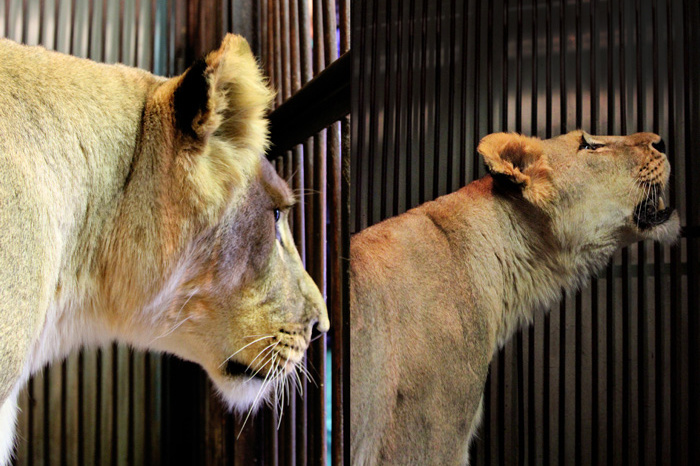 В Екатеринбургском зоопарке выбирают имя для львицы