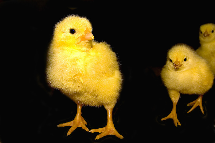 Сотни цыплят вылупились из выброшенных яиц и заполонили грузинскую свалку