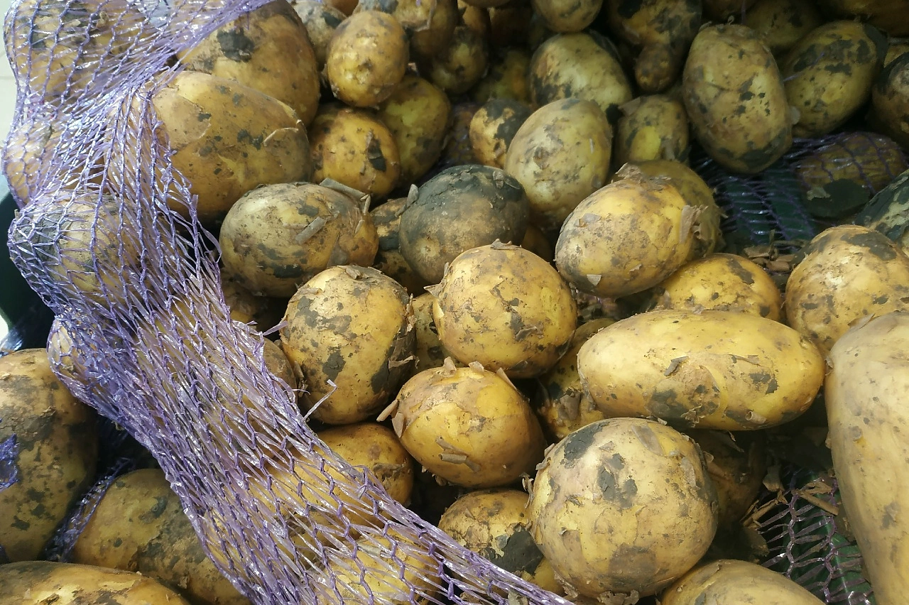 Эксперт объяснил, в чем грязный российский картофель превосходит чистый «импорт»