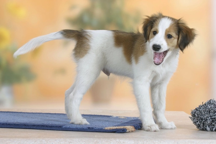 Dog friendly office: в России впервые разрешили приходить на работу с собаками