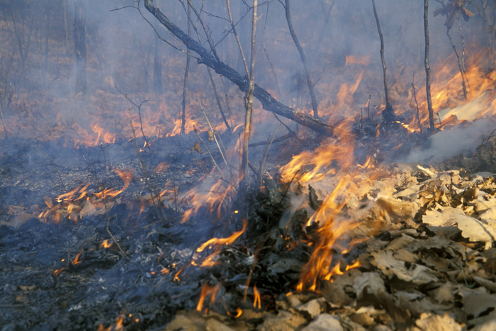 81% пожаров в лесу происходит по вине человека