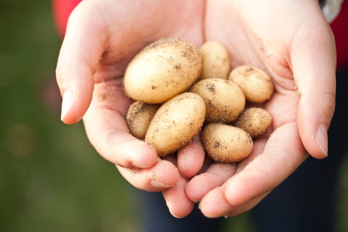 С начала года на 70%: морковь и картофель в Свердловской области продолжают дорожать