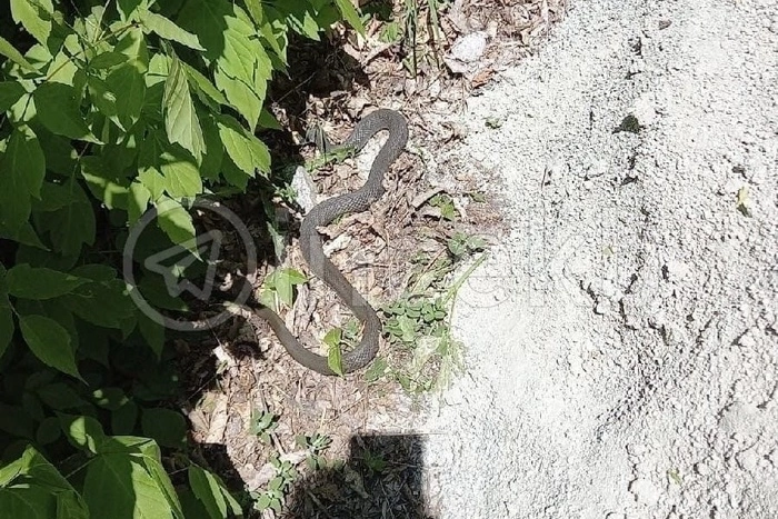В Екатеринбурге на детской площадке была замечена большая змея