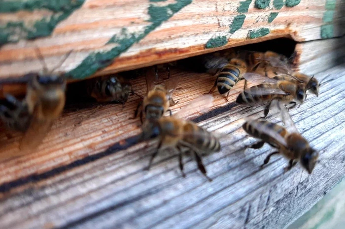 На Урал на грузовых автомобилях прибыла партия насекомых