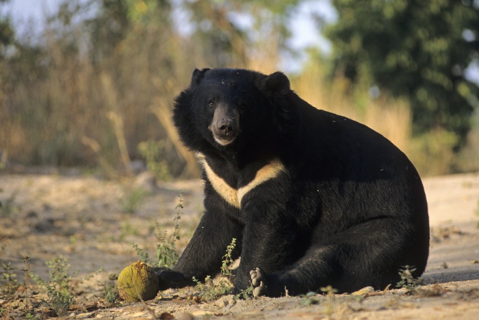 30 гималайских медведей из России будут восстанавливать популяцию в Южной Корее