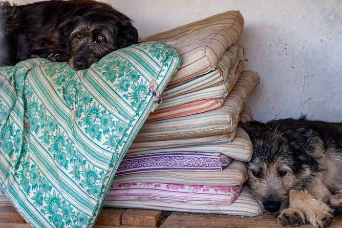 В Екатеринбурге заботливые люди выбросили ортопедические матрасы «с секретиком»