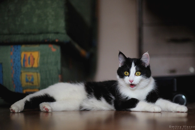 Владельцы домашних животных в панике — ценник на корма стремительно растет