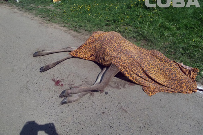 В Екатеринбурге на улице умер лось