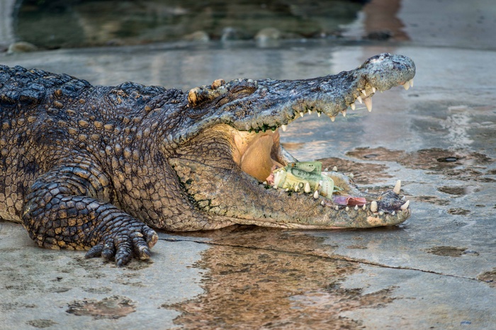 В пермский зоопарк требуется специалист для ухода за крокодилами